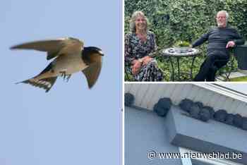 Eén dakrand, 27 zwaluwnesten en dagelijks de oprit schrobben: “Ons huis lijkt op een grot in Marokko”
