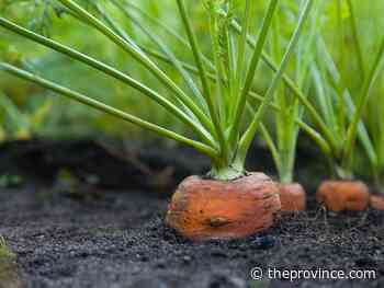 How to grow carrots and lettuce in the summer heat