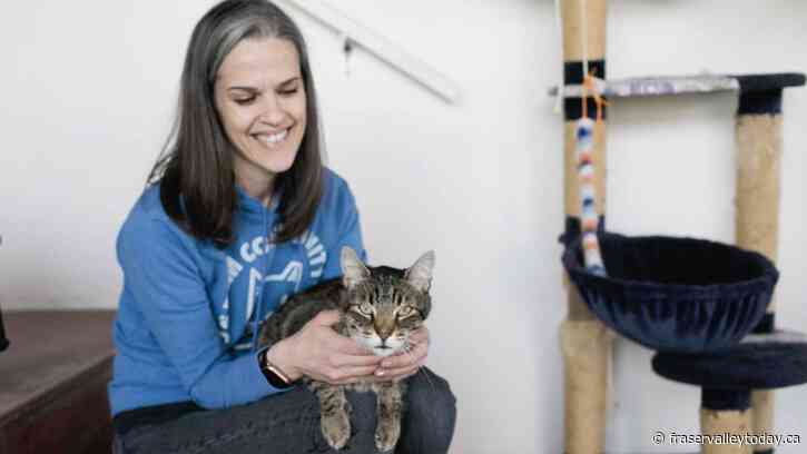With over $33K in donated items, Chilliwack cat shelter to hold its 1st online auction fundraiser this weekend