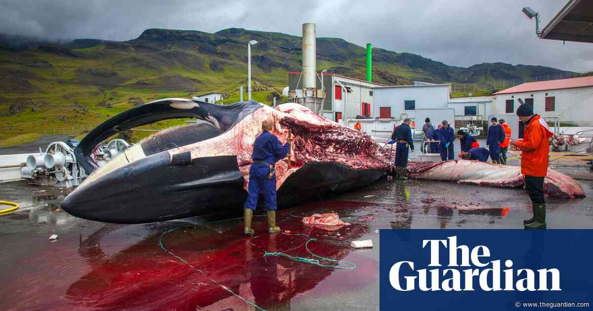 Iceland grants country’s last whaling company licence to hunt 128 fin whales