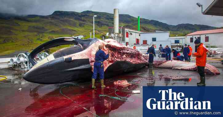 Iceland grants country’s last whaling company licence to hunt 128 fin whales