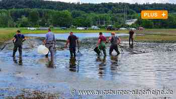 Rettung für verirrte Donaufische rund um Neuburg läuft