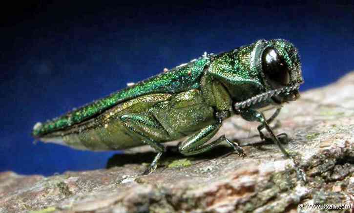 Invasive tree-killing beetle spreading, moving south in Texas