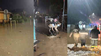 Desborde de ríos inundó por lo menos 400 casas en Arauco