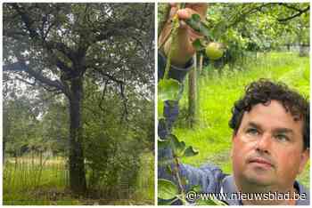 Historisch fruit is hier bijna uitgestorven, maar nu start reddingsoperatie: “Help ons aan oude krakers”