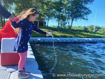 Sudbury students release thousands of walleye into Ramsey Lake