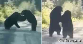 Ferocious Yukon black bears go toe-to-toe in intense fight for dominance