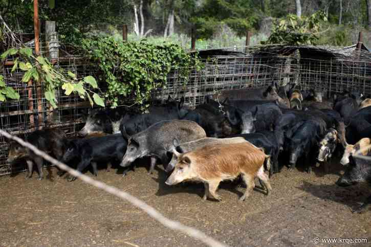 Wild hogs threatening Florida, spreading across US