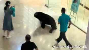 I'm flipping out of here! Sea lion sparks mayhem as it rampages through shopping mall after escaping during a live show in China