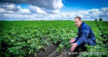 Aardappelziekte grijpt om zich heen: ‘Als we niet oppassen, hebben we in september geen oogst’