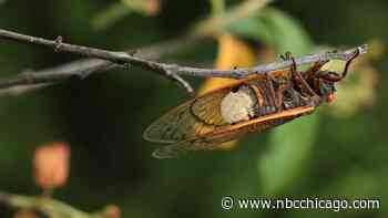 Are you seeing this on cicadas in your area? It could be a fungus that turns them into ‘zombies'