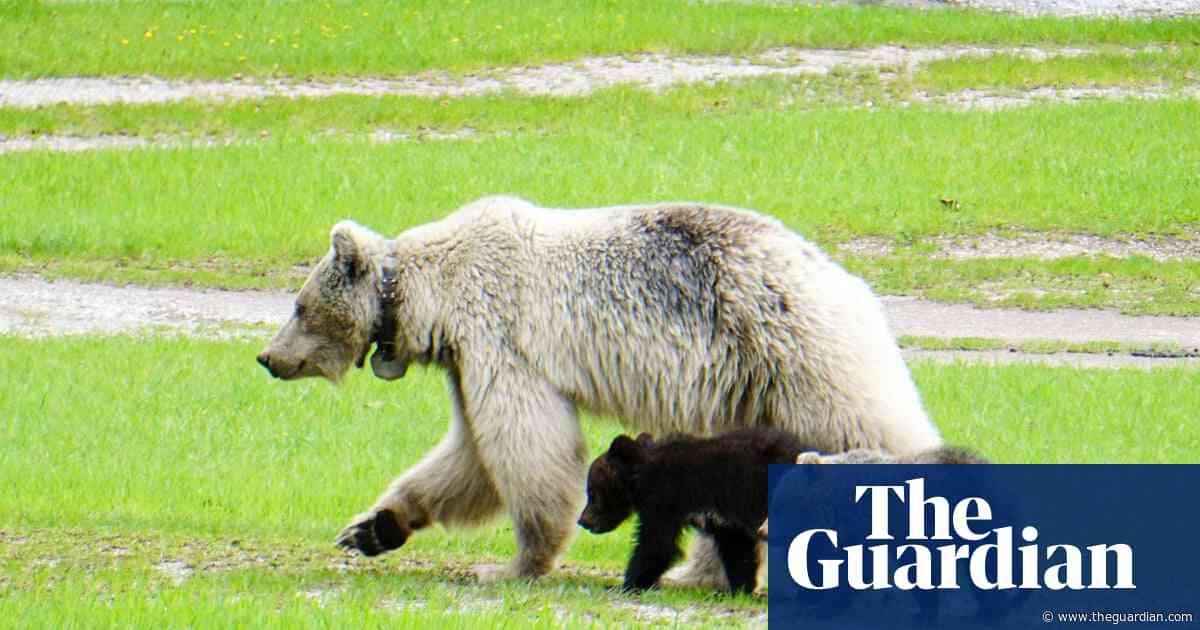 Rare white grizzly bear and two cubs killed in Canada in separate car strikes