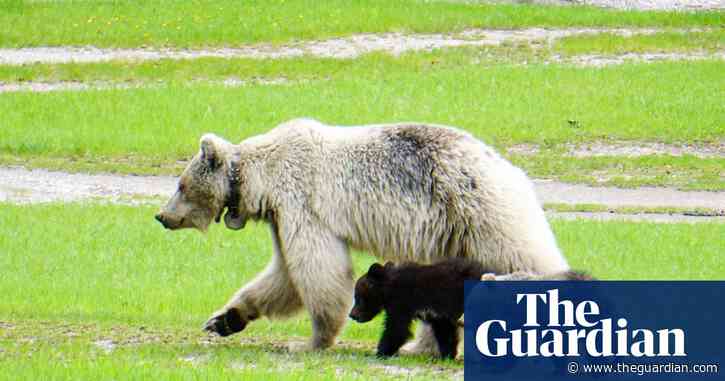 Rare white grizzly bear and two cubs killed in Canada in separate car strikes