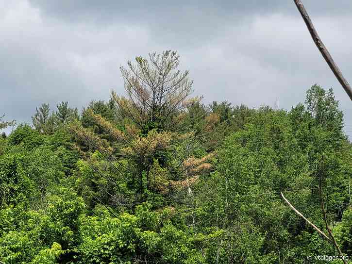 Vermont’s brown pine trees aren’t dead. They’re just a little sick.