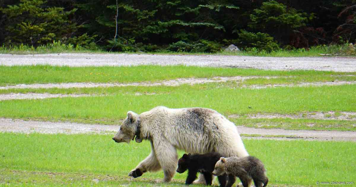 Rare white grizzly bear, 2 cubs killed hours apart by cars in Canada