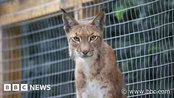 New bigger enclosure for zoo's four lynx brothers