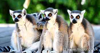 Hilarious moment lemurs escape zoo enclosure as stressed keepers try to chase them