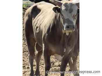 Bull that jumped the fence at Oregon rodeo to retire from competition, owner says