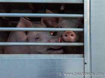Truck hauling 150 pigs overturns on Ohio interstate