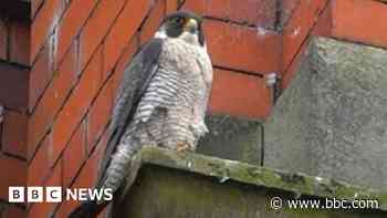 Police investigate as peregrine eggs fail to hatch
