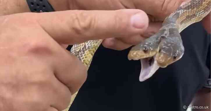 Rare two-headed snake spotted in zoo becomes viral sensation