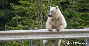 Death of iconic white grizzly bear sparks calls for wildlife conservation