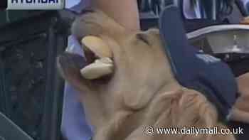 Adorable moment golden retriever devours hot dog at MLB ballpark during Mariners game against the Chicago White Sox