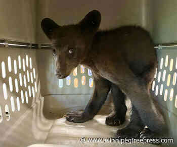 Three orphaned cubs recovering at rescue facility after mama bear illegally shot, left to die near Swan River