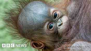 Zoo's delight at birth of endangered orangutan