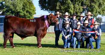 Tyrone's triumph: Calrossy takes top spot at Dubbo National Shorthorn show