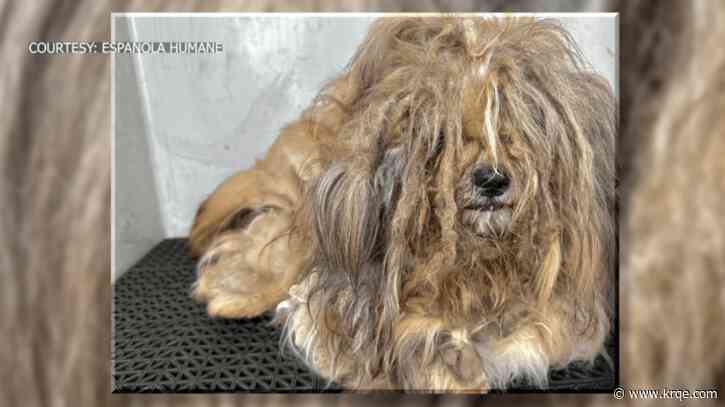 Dog found with pounds of matted fur wins makeover contest for Española Humane