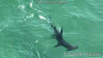 WATCH: Hammerhead shark spotted near beachgoers in St. Pete