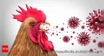 4 yr old Indian child tests positive for H9N2 bird flu
