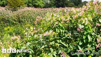 Tech company to help tackle invasive plant species