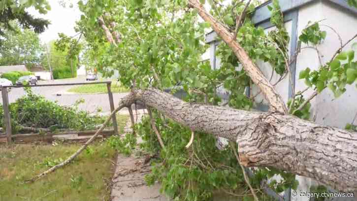 Storms produce gustnados in southern Alberta, topple trees onto homes in Calgary