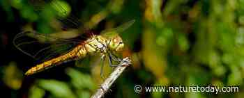 Doe dit weekend mee aan de libellentelling in je tuin