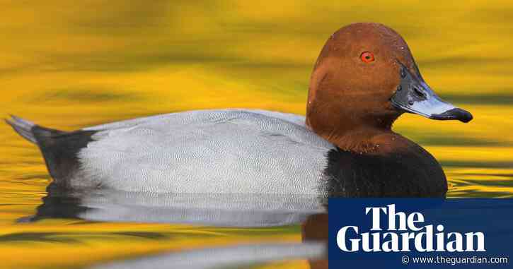 Birdwatch: pochards are one of Britain’s rarest breeders