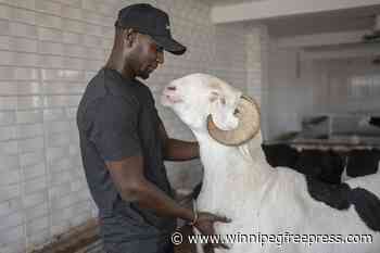 On Eid al-Adha, Senegal’s star sheep are for luxury, not sacrifice