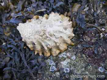 No paralytic sickness in B.C. as toxic shellfish appear in Washington and Oregon