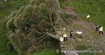 Two in court accused of felling Sycamore Gap tree