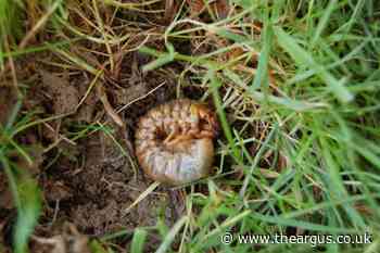 Chichester residents warned after chafer grubs destroy lawns