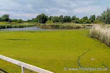 Concerns over algae bloom in Worthing Brooklands Park lake