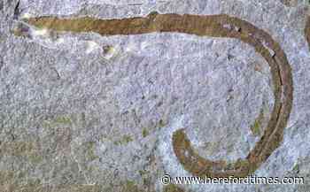 Prehistoric worm unearthed in Herefordshire quarry