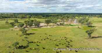 Well grassed cattle property Dorne listed for $1800/acre