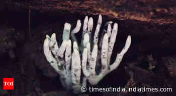 The fungus that looks like a dead man's fingers