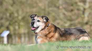 Hundemesse in Bergedorf: Von Marmornäpfen bis zum Hundeschmuck