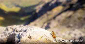 Mehr als 17 Millionen Insekten fliegen über Pass in den Pyrenäen