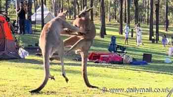 Watch the wild moment two red kangaroos brawl in the middle of a busy Queensland campground in front of stunned families