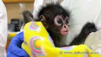 Adorable baby monkeys are battling for life in Texas zoo after being smuggled across border