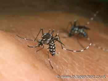 Tiger mosquitoes behind rise of dengue fever in Europe